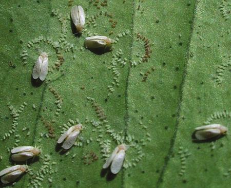 50 TURUNÇGİL PAMUKLU BEYAZSİNEĞİ Aleurothrixus floccosus (Maskell) (Hemiptera: Aleyrodidae) Tanımı ve Yaşayışı: Erginleri açık sarı renklidirler.