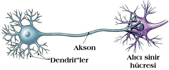 .. Yapay Sr Ağları (Neural Netors): Yapay Sr Ağıları (YSA) sstemler sr hücreler çalışma yapısıa yöel br sstem oluşturulması amacı le ortaya çıarıla br yapıdır. Br sr hücres yapısı Şel.