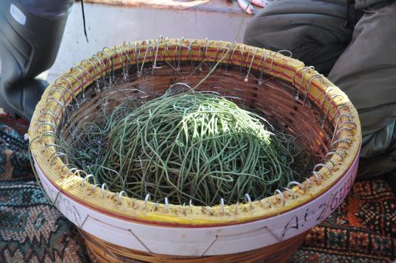Araştırma için bölgedeki balıkçılar tarafından kullanılan pelajik paragat takımlarının 100 iğnelik modelleri yapılarak, J ve C şekilli iğnelerle donatılmıştır.