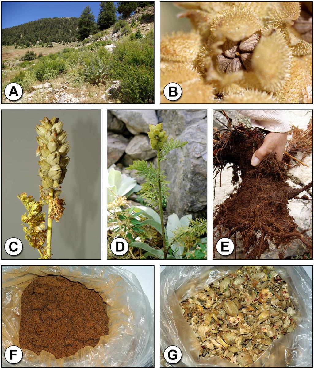 2.6.Determination of total phenolic content Total phenolic contents of the extracts were determined spectrophotometrically according to the Folin-Ciocalteu colorimetric method (Singleton & Rossi,