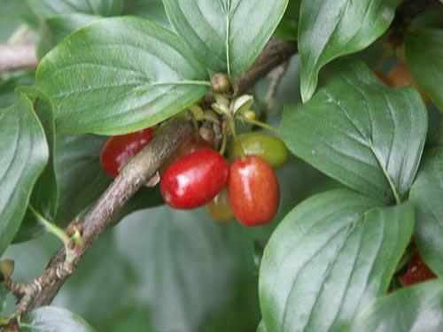 Dünya da odun dışı orman ürünleri içerisinde popüler bir türdür. 3.3.Kızılcık (Cornus mas L.) Kızılcık (Cornus mas L.) kuvvetli çalı formunda sert çekirdekli meyve türüdür.