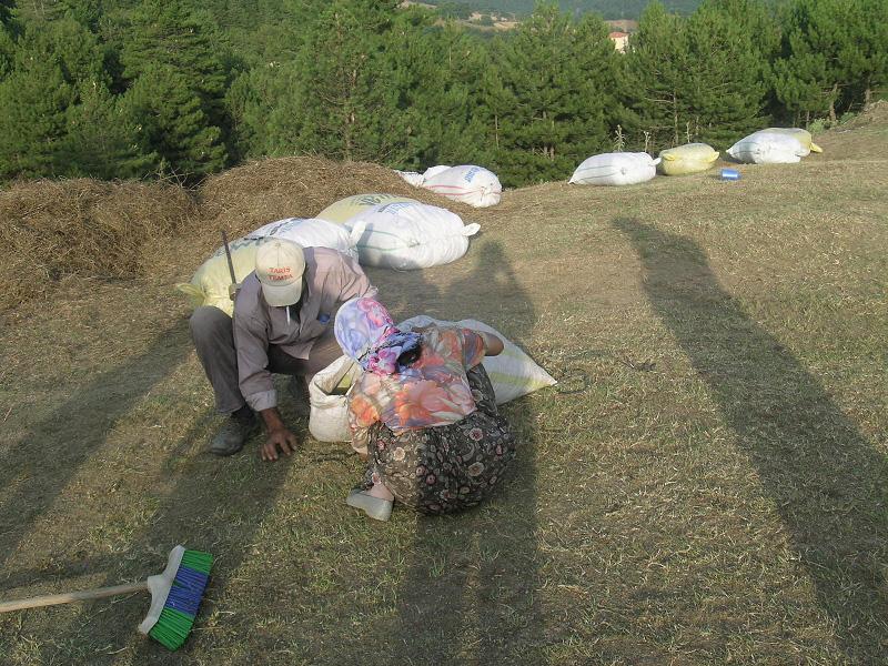 Bölgede, özellikle İvrindi-Korucu beldesinde yetiştirilen kestanelerde kanser hastalığı görülmektedir. Bu hastalık büyük miktarlarda ürün kaybına yol açtığından bir an önce önlem alınması gereklidir.