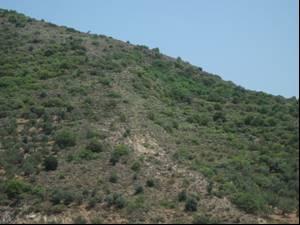 Çizelge 2: Balıkesir Ormanlarında Yayılış Gösteren ve Çay Olarak Değerlendirilen Türlerin (Salvia-Sideritis) Populasyonları ve Ticari Durumları Tür adı Yöresel adı Yayılış alanı Populasyon durumu