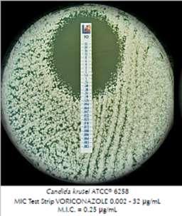 Liofilchem MIC Test Strips (MTS)