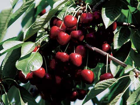 Dönemi(Flowering Period): Geç (Late) Hasat Zamanı (Harvesting Time): 1-10 Haziran (June) Tozlayıcıları(Pollinators): Van, Bing, Merton Premier