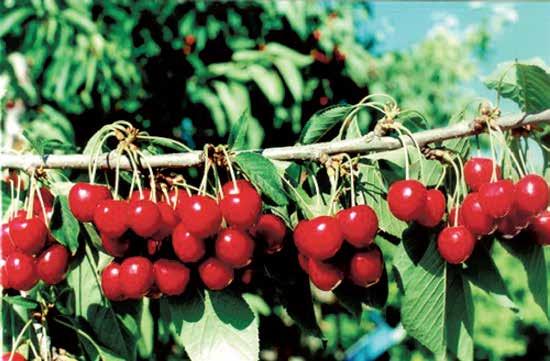 VİŞNE / TART CHERRY Regina Meyve Ağırlığı (gr) (Fruid Weight ) (gr): 11-12 Çiçeklenme Dönemi(Flowering Period): Çok Geç (Very Late) Hasat Zamanı (Harvesting Time): 10-20 Temmuz (June) (Chiling Hours