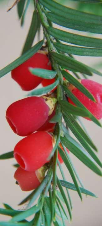 Taxus