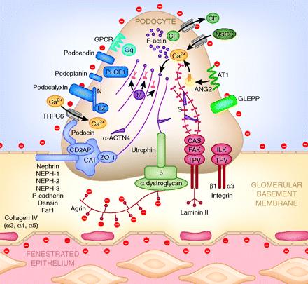 Primer FSGS Patogenez Dolaşan FSGS permabilite faktörü Solubul Ürokinaz Reseptörü 78 FSGS hastanın 2/3 de serumunda supar yüksek bulunmuş Pre-tx