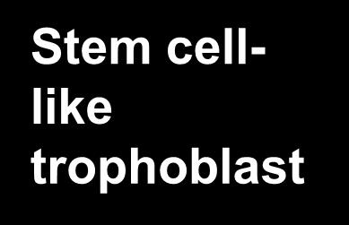 b) Differentiation of cytotrophoblasts c)