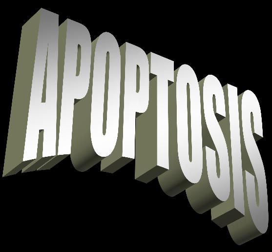 fusion of cytotrophloblasts with the overlying syncytiotrophoblasts d)