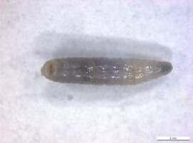 Şekil 3.2. 15 C'de 3. evre larvanın görünümü Pupaya giren ilk 10 bireyin, pupa dönemlerinin başlangıç ve bitiş zamanları kaydedilmiştir.