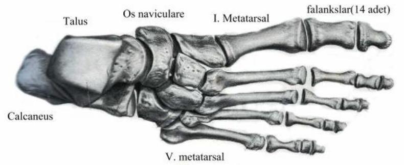 Ayak Kemikleri 37 Phalanx: Ayak parmak kemikleri (14).