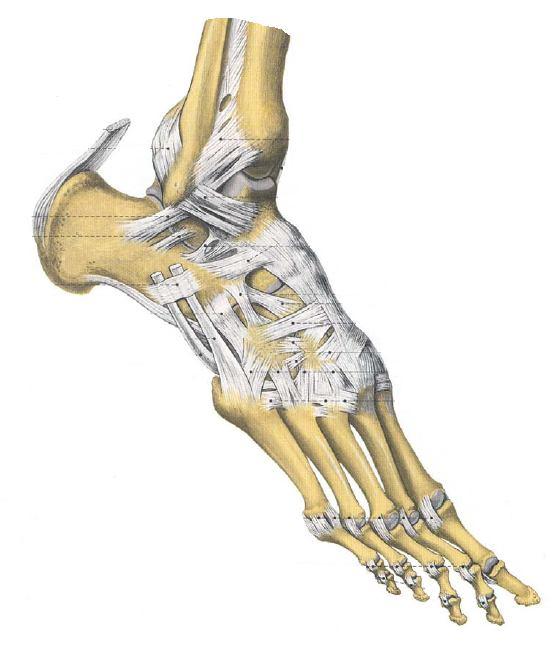 Talus: Aşık kemiği (1). Calcaneus: Topuk kemiği (1).