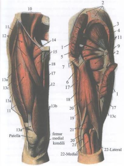 Uyluk Bölgesi Kasları 1. M. Glutaeus Maximus 2. M. GlutaeusMedius 3. M. Glutaeus Minimus 4. M. Priformis 5. M.Gemellus Superior 6. M.Gemellus Inferior 7. M.Obturato rius Internus 8. M.Obturato rius Externus 9.