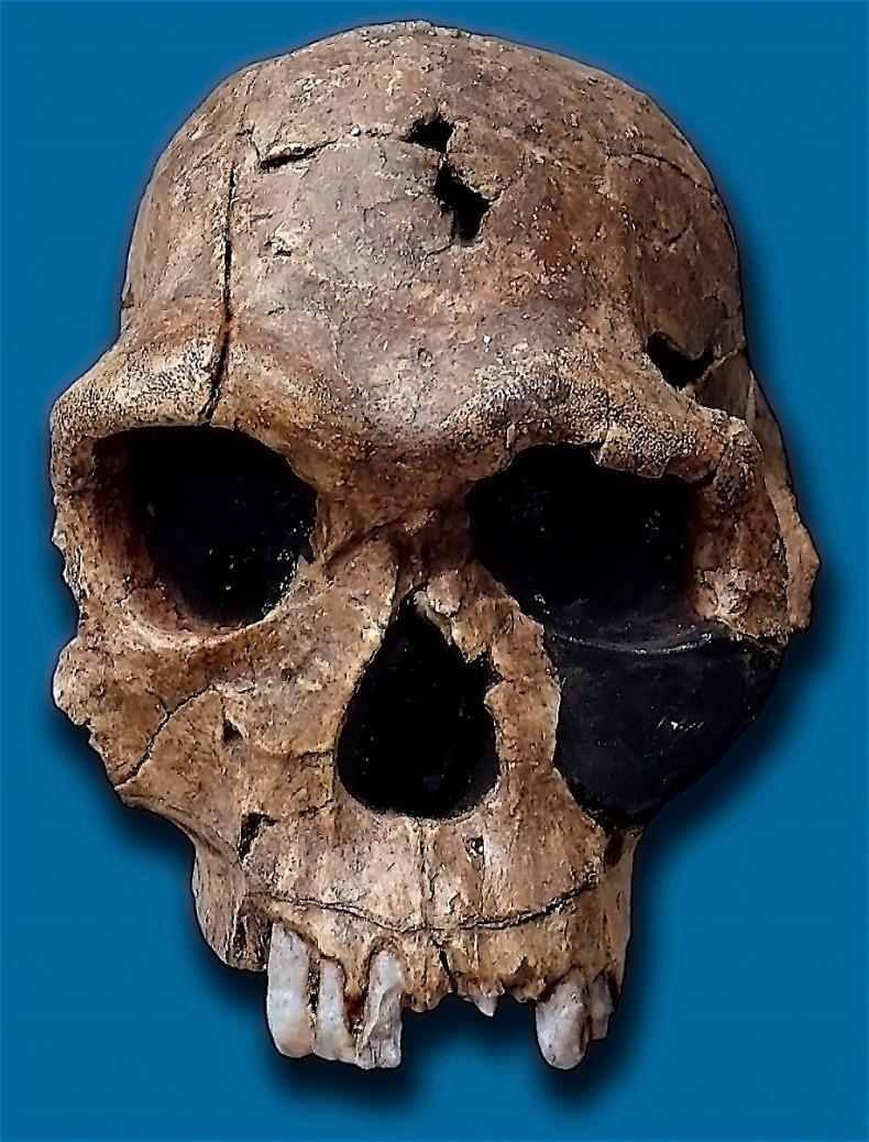 Homo habilis Homo cinsinin en ilkidir. Homo habilis, 2.5-1.6 milyon yıl arasında yaşamıştır. O nun kalıntıları ilk olarak Olduvai Gorge, Tanzanya da bulunmuştur.