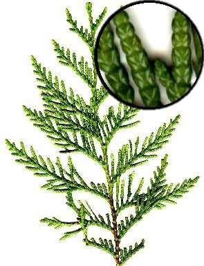 Thuja