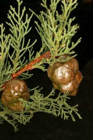 Cupressus