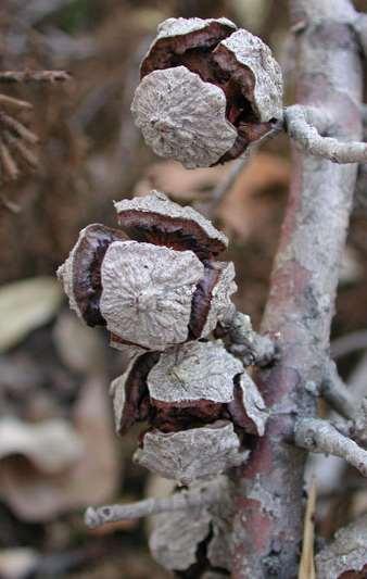 Cupressus