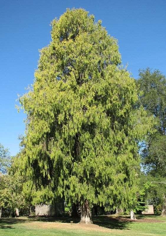 Cupressus