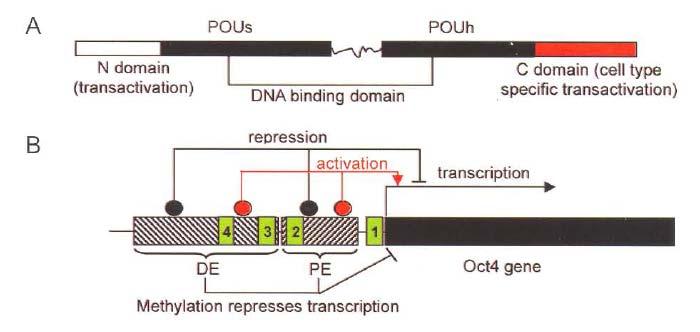 Şekil 4: Oct-4 geninin yapısı ve fonksiyonu: (A) Oct-4 domainlerin şematik gösterimi, (B) Oct-4 geninin upstream düzenleyici elementleri (45). Oct-4 geni sadece memelilerde bulunmaktadır.