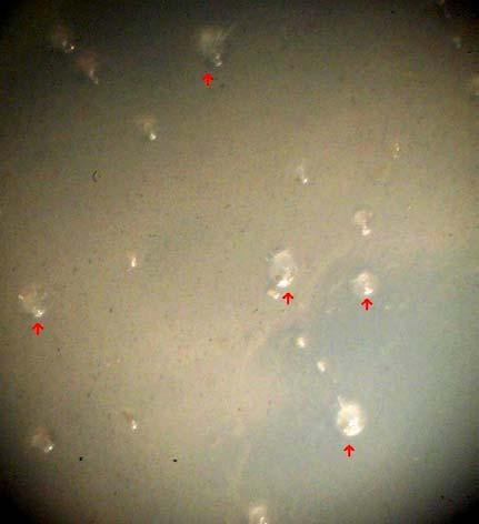57 Ultrason işleminden sonra tohumların tüpün dip kısmına çöktüğü gözlenmiştir. Dört dakika uygulaması mikroskop altında gözlendiğinde tohum testalarının tamamen uzaklaştığı gözlenmiştir (Şekil 30).