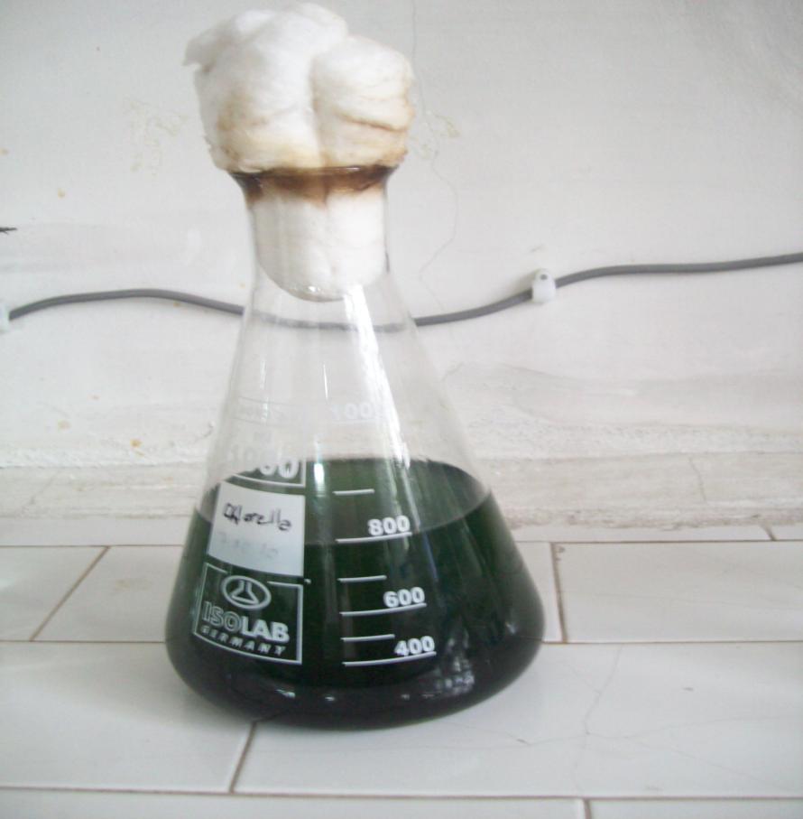 Chlorella vulgaris 6: