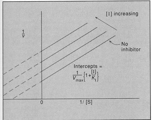 Ankompetitif inhibisyon sonucu hem V max hem K m değeri değişmektedir; V max