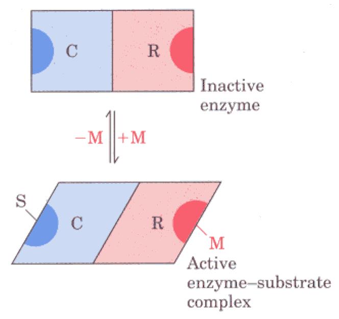 Homotropik enzimlerin effektörleri homotropik effektör olarak tanımlanır.