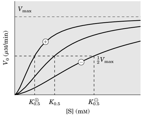 Bir pozitif modülatör (stimülatör, aktivatör), K 0,5 i azaltma fakat V max u değiştirmeme suretiyle, substrat-aktivite grafiğinin hiperboliğe