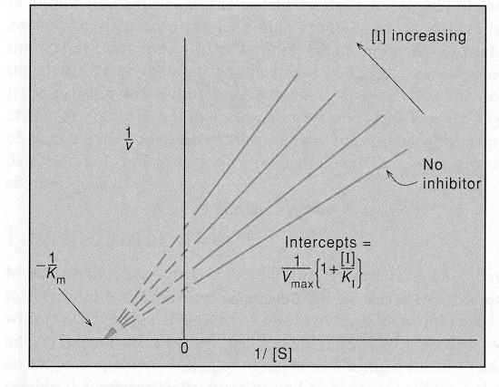 Nonkompetitif inhibitör, aktif enzimin konsantrasyonunu ve dolayısıyla V max değerini belirgin olarak azaltır; yarı maksimal hızın gözlendiği