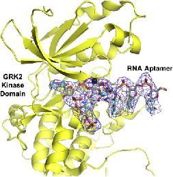 moleküllerine bağlanabilen peptit molekülleri veya