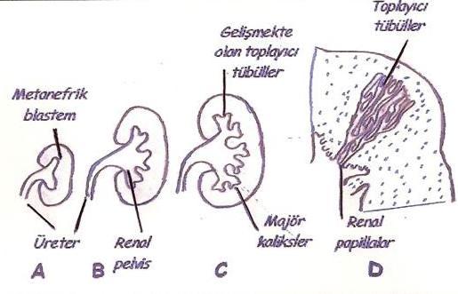 Şekil 3: Renal pelvis, kaliksler, metanefroz ve toplayıcı kanalların gelişimi A. 6. hafta C. 7. hafta B. 6. haftanın sonu D.