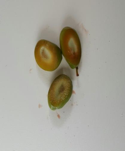 1.2 NaOH ın kullanılışı NaOH ın seyreltik çözeltisi ile muamele, bu yöntemle yeşil zeytin üretiminin ana basamağıdır.