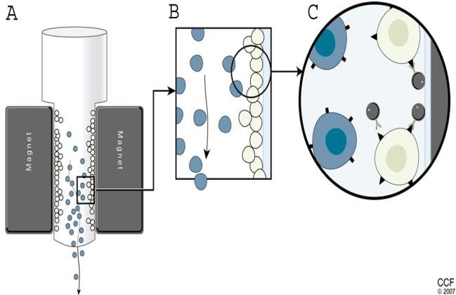 Pellet 500 µl non-steril PBS içinde resüspanse edildi. Not 1: Her örnek için, doğru kapılama yapmak amacıyla bir boyasız (unstained), bir boyalı tüp hazırlandı. 2.8. 1. Well Plate İçinde LD50 Doz ve Kombinasyonlarının Uygulanması Şekil 4.