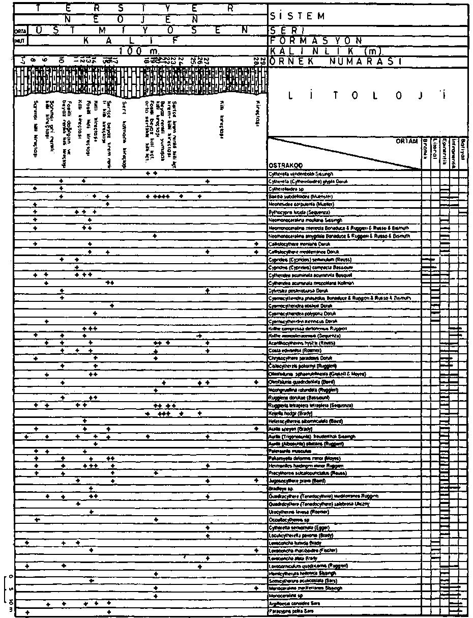 KARAMAN YÖRESİ ÜST MİYOSEN-PLİYOSEN İSTİFİNİN OSTRAKOD FAUNASI 99 Şek 6-