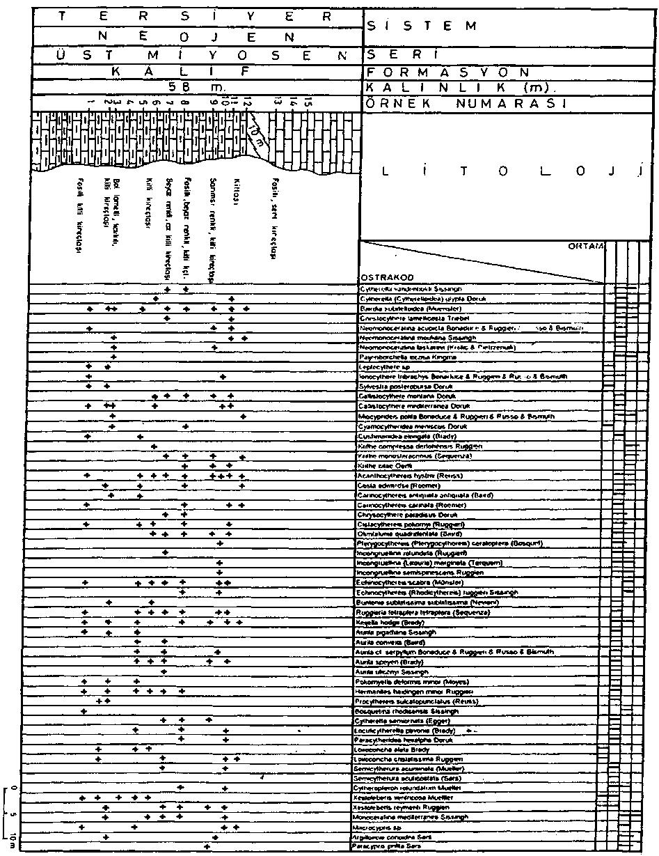 KARAMAN YÖRESİ ÜST MİYOSEN-PLİYOSEN İSTİFİNİN OSTRAKOD FAUNASI 97 Şek.