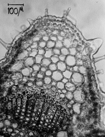 Alýnan enine kesitlerde sklerankima halkasý ile ksilem arasýnda yer yer ve belli belirsiz olarak 2-3 sýra hücreden oluþan floem seçilmiþtir.