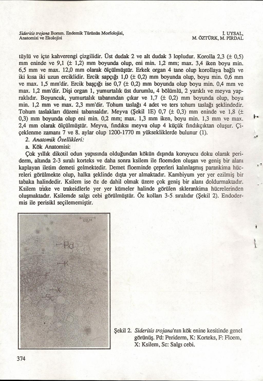 Sideritis trojana Bomm. Endernik Türünün Morfolojisi, ı. UYSAL, M. ÖZTÜRK, M. PİRDAL tüylü ve içte kahverengi çizgilidir. Üst dudak 2 ve alt dudak 3 lopludur.