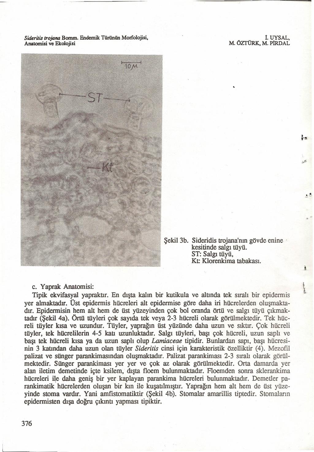 Sideritis trojana Bomrn. Endemik Türünün Morfolojisi, 1. UYSAL. M. ÖZfÜRK. M. PİRDAL Şekil 3b. Sideridis trojana'nın gövde enine. kesitinde salgı tüyü. ST: Salgı tüyü, Kc Klorenkima tabakası. c.