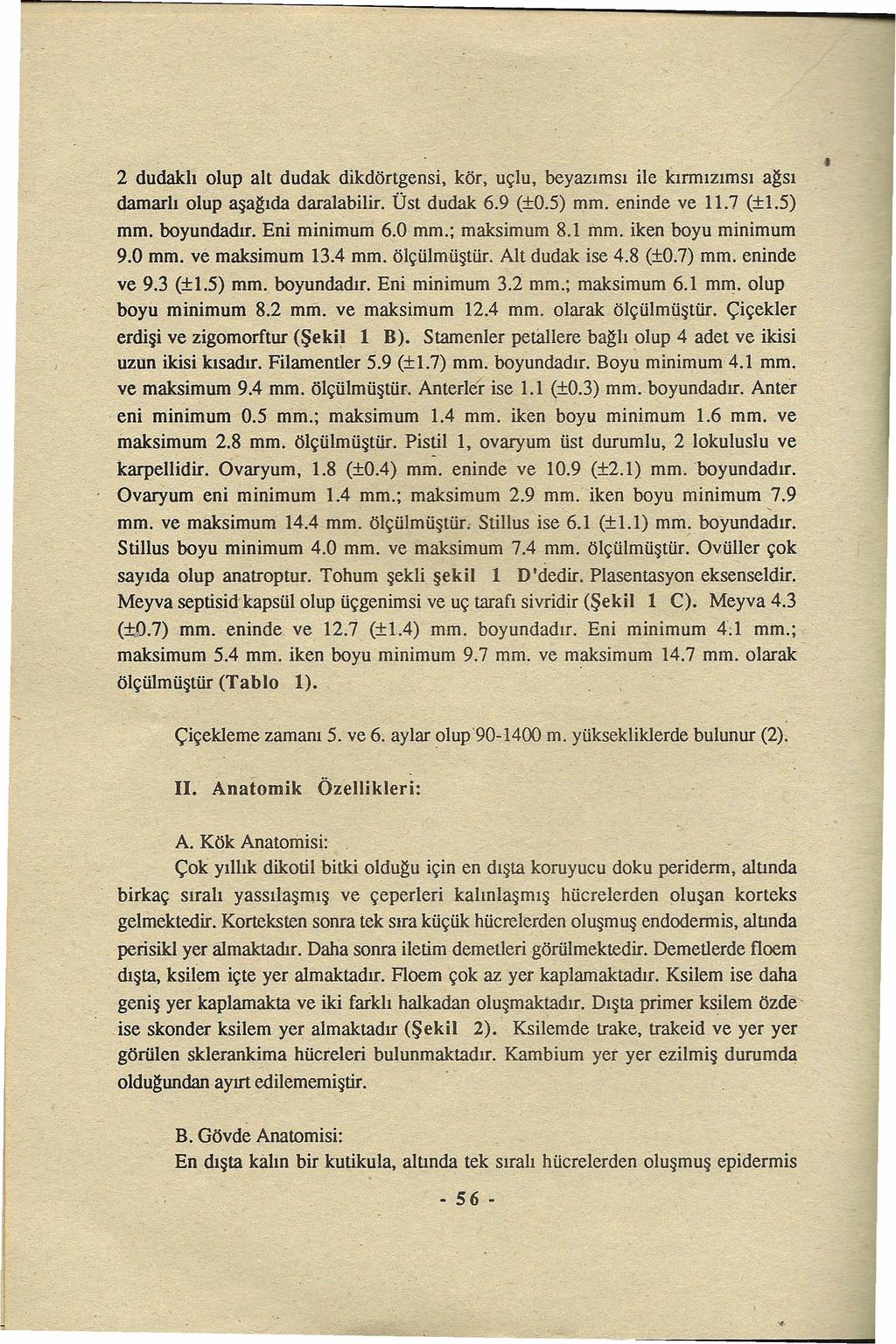 2 dudakh olup alt dudak dikdörtgensi, kör, uçlu, beyazımsı ile kırmızımsı ağsı damarh olup aşağıda daralabilir Üst dudak 69 (±OS) mm eninde ve 117 (±1S) mm boyundadır Eni minimum 60 mm; maksimum 81