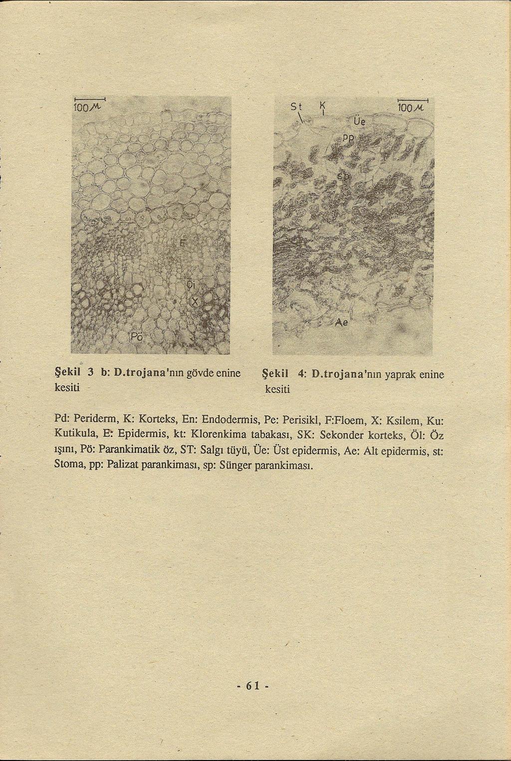 " Şekil 3 b: D trojana 'nın gövde enine kesiti Şekil 4: Dtrojana'nın kesiti yaprak enine Pd: Periderm, K: Korteks, En: Endodermis, Pe: Perisikl, F:FlOem, X: Ksilem, Ku: Kutikula, E: Epidermis,