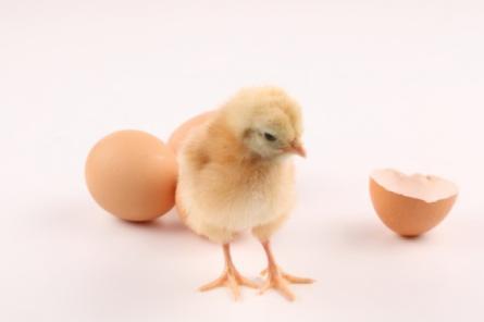 YUMURTALAR İLE İLGİLİ NELER BİLİYORUZ? Levent Ege E. : Yumurtadan civciv çıkar. Defne Irmak Y. : Bazı yumurtaların içinden civciv çıkar. Ayşenaz K.