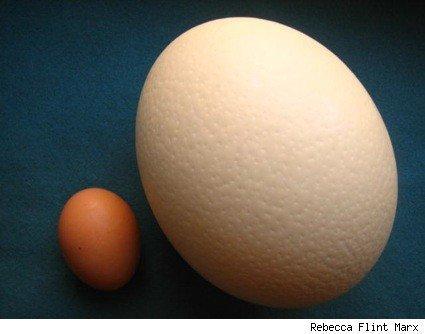 YUMURTALAR İLE İLGİLİ NELER ÖĞRENDİK? Ayşenaz K. : Yumurtalar çatlar ve içinden hayvanlar çıkar. Deniz Ö. : Yumurtalar çatlar. Almina Ö.