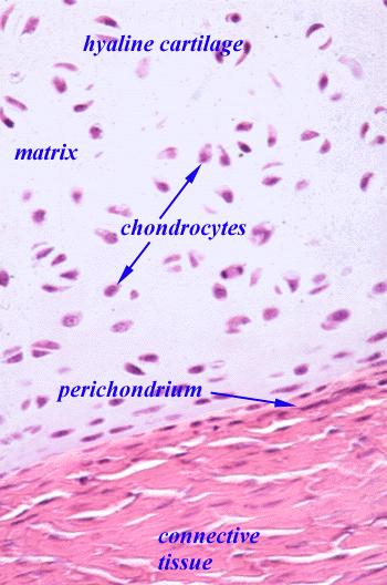 Kıkırdak dokusu kondrosit adı verilen hücrelerden oluşur, bu hücreler laküna adı verilen küçük boşluklarda