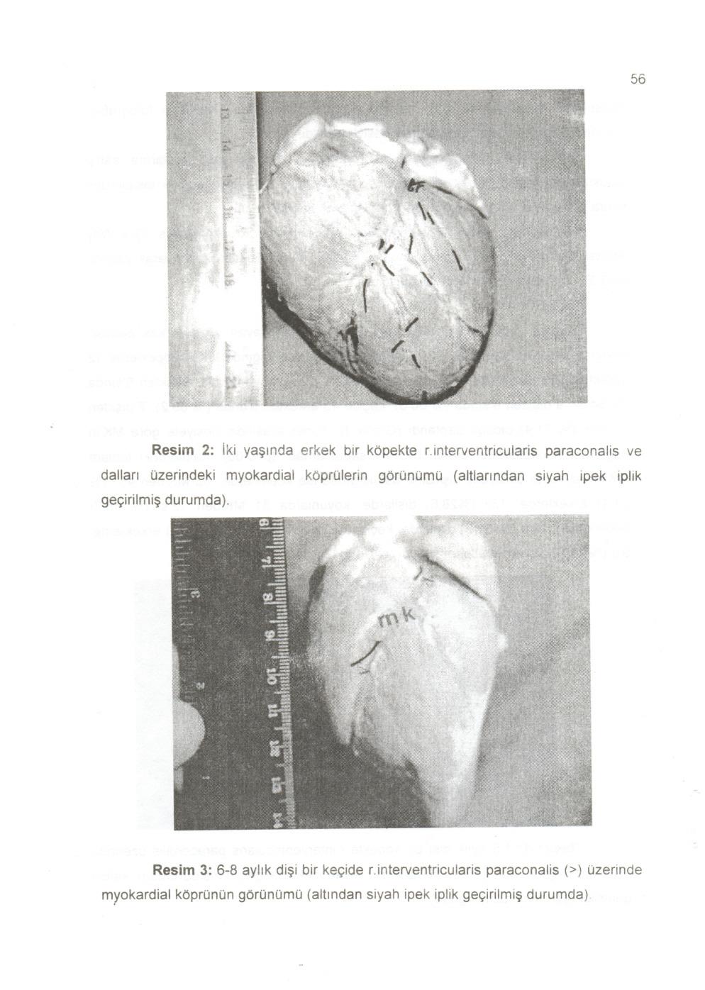 56 Resim 2: Iki ya~mda erkek bir kopekte r.