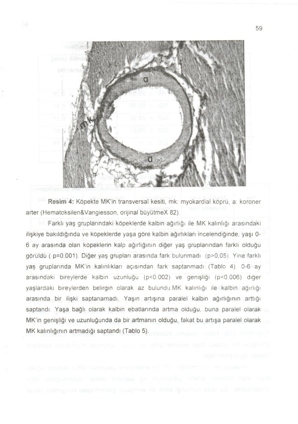 59 Resim 4: Kopekte MK'in transversal kesiti, mk: myokardial kbpru, a: koroner arter (Hematoksilen&Vangiesson, orijinal buyotmex 82).