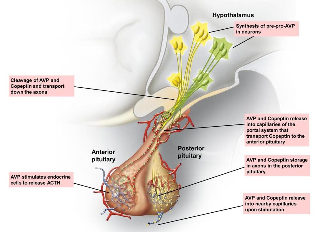 Copeptin AVP öncülüdür ( C terminal ) Kan basıncı Vücut sıvı volümü Osmolalite Anahtar