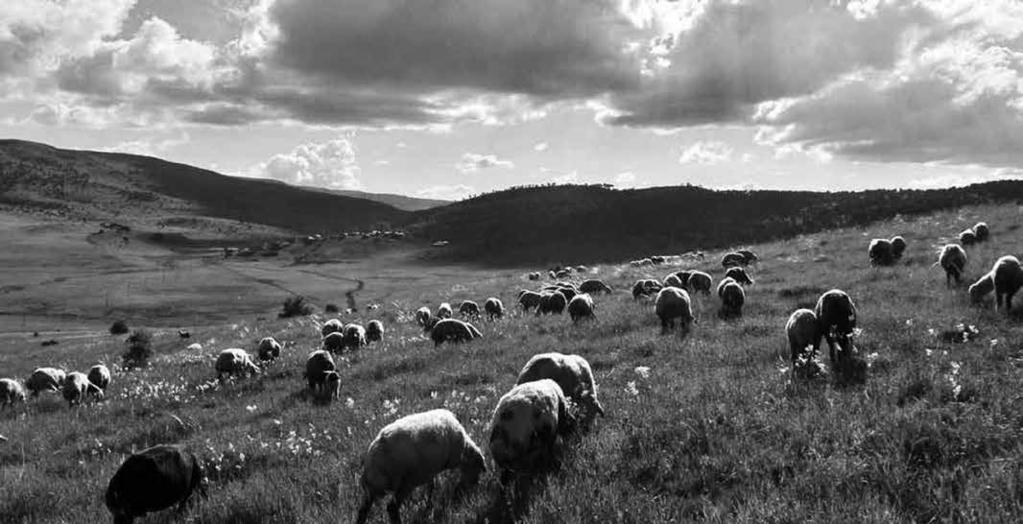 64 daha fazla müracaatlarda bulunularak daha geniş mera alanlarında tahsis amacı değişikliğine gidilecek ve böylece daha fazla mera alanının tamamen ya da uzun süreli otlatmak amacıyla kullanımı