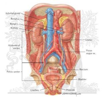 3 Şekil 2.1. Üriner sistem anatomisi (5) Böbreklerde idrar oluşumunda görev alan en küçük birim nefronlardır. Nefron iki kısımdan oluşur; renal tübülüs ve renal korpüskül.