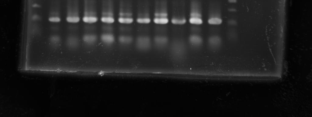 Bu kez kurulan düzenekte; önceden çıkan 65 adet pozitiflik ve sonradan tiplendirilen 27 adet örneğin ardından, kalan 38 örneğin tekrar test edilmesi hedeflenmiştir.